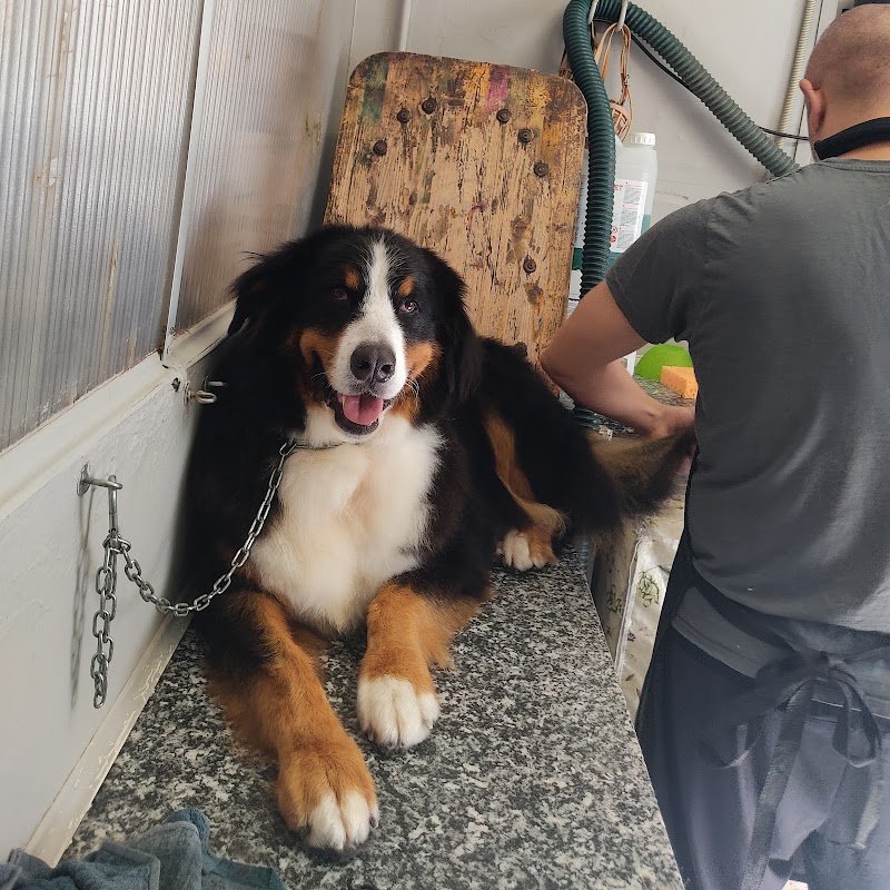 La Bottega degli Animali - Foto 6