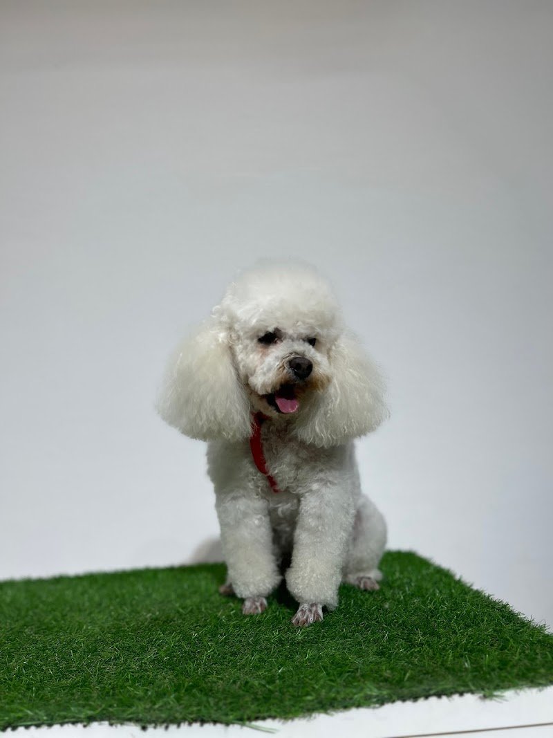 La Bottega del Michelangelo - Foto 1