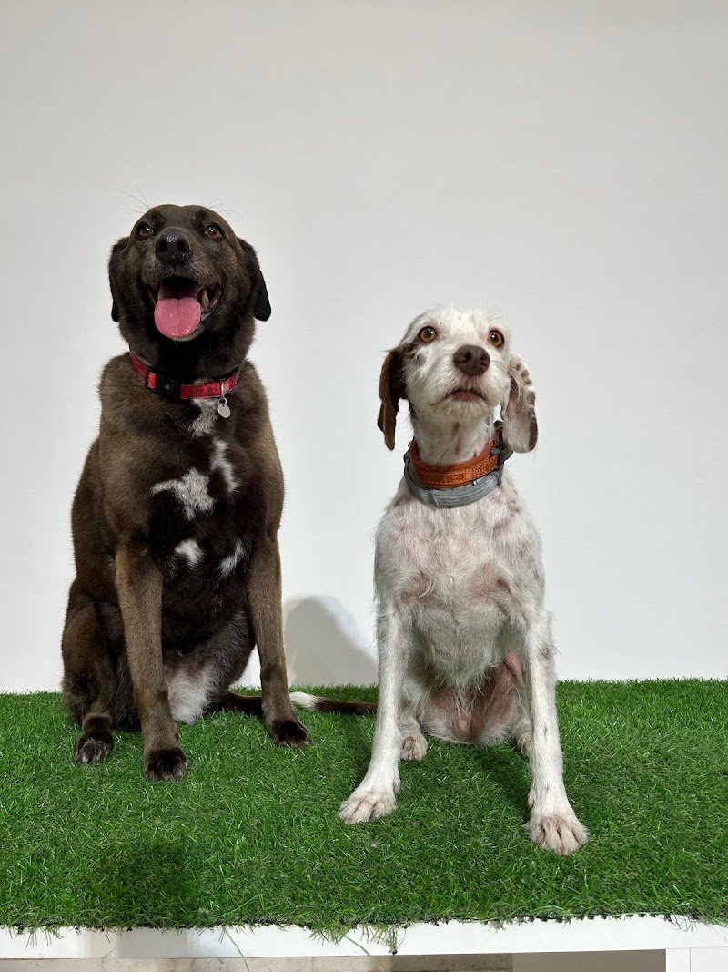 La Bottega del Michelangelo - Foto 3