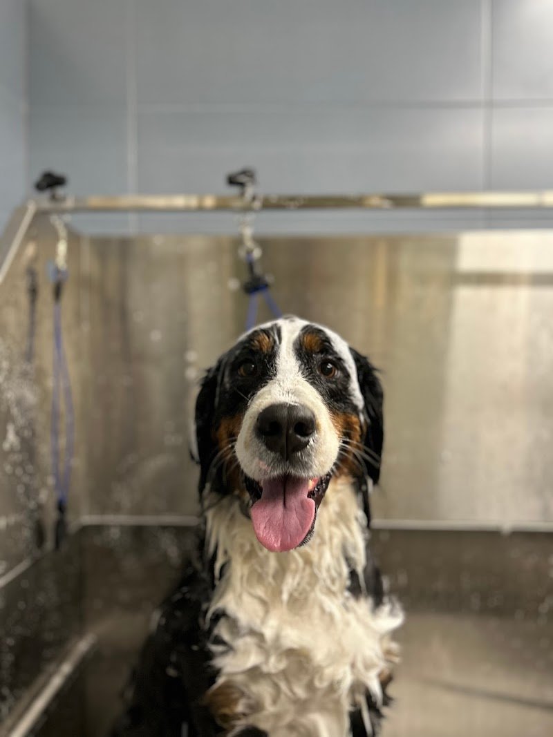 La Bottega del Michelangelo - Foto 4