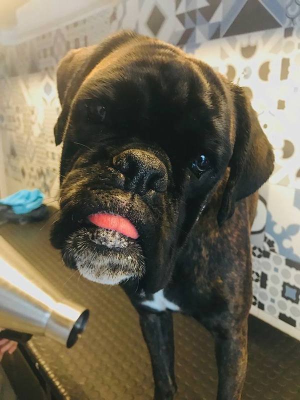 La Bottega del Signor Cane - Foto 2