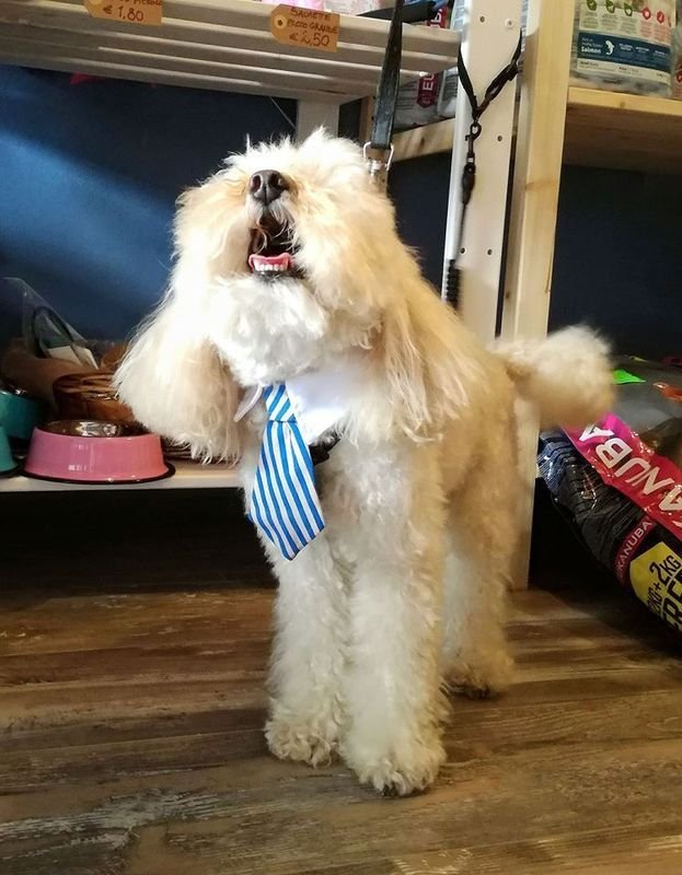 La Bottega del Signor Cane - Foto 3