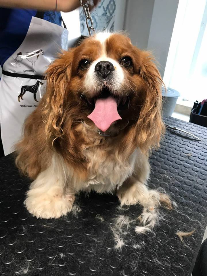 La Bottega del Signor Cane - Foto 6