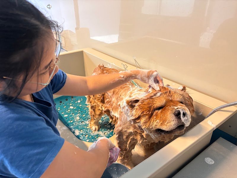 La Bottega del Toelettatore - Foto 2