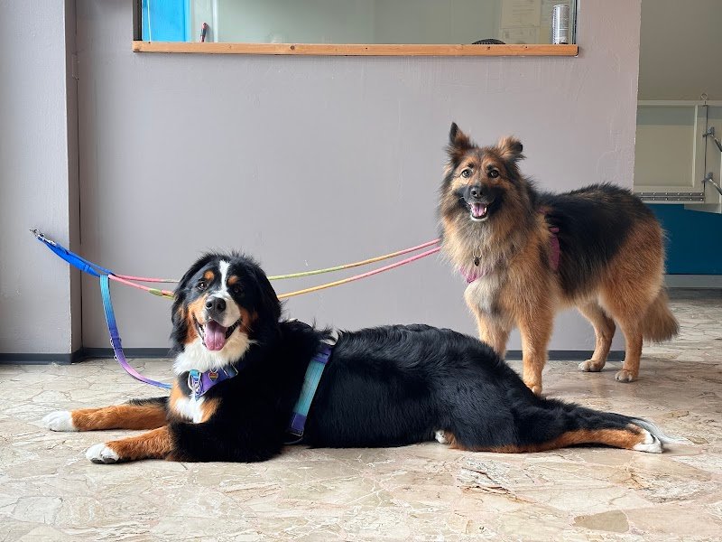 La Bottega del Toelettatore - Foto 4