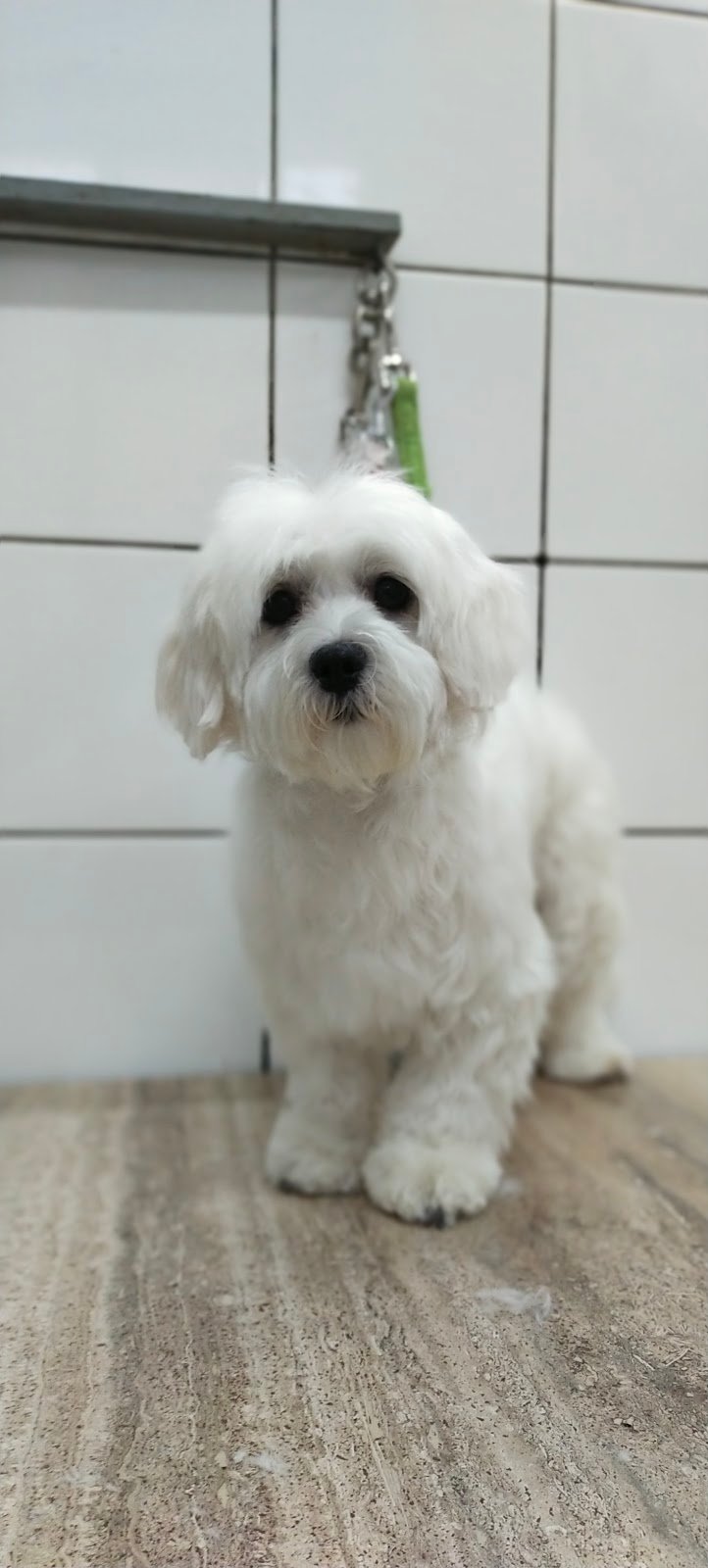 La Boutique dei Cuccioli di Garoppolo Ida - Foto 2