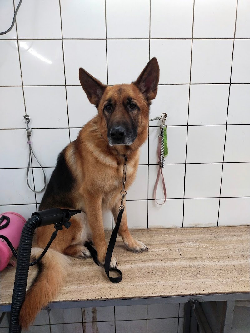 La Boutique dei Cuccioli di Garoppolo Ida - Foto 3