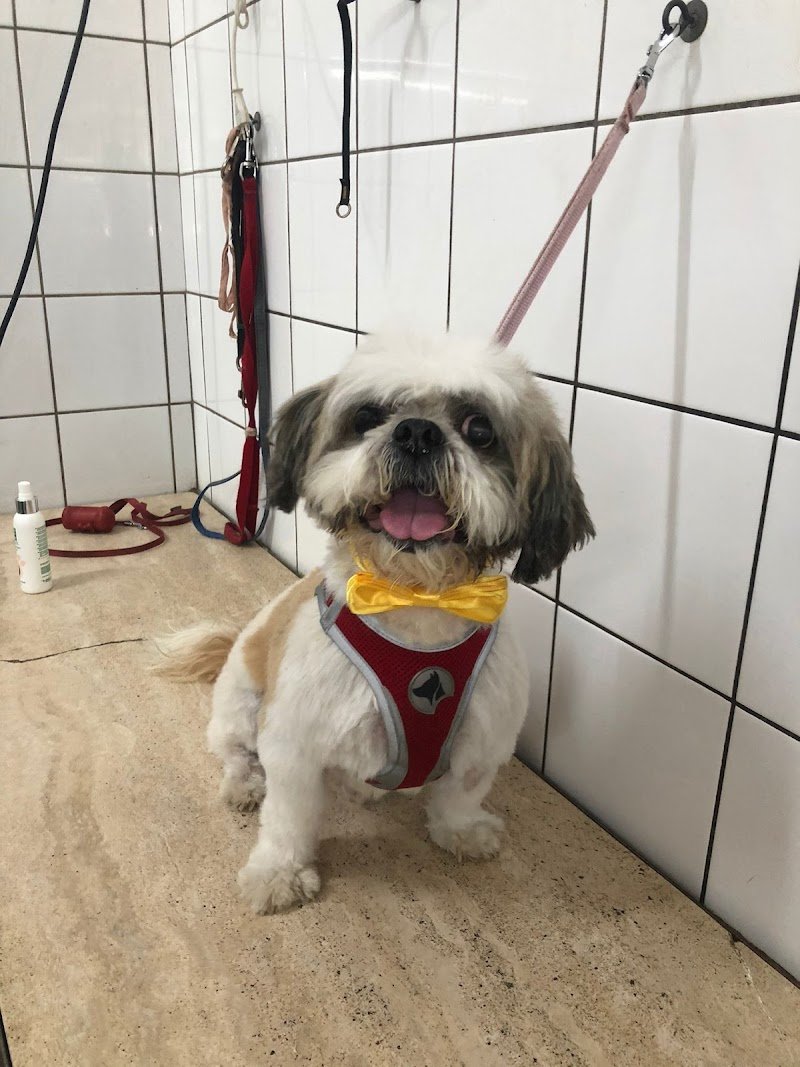 La Boutique dei Cuccioli di Garoppolo Ida - Foto 5