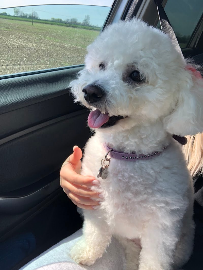 La Boutique Del Barboncino - Foto 2