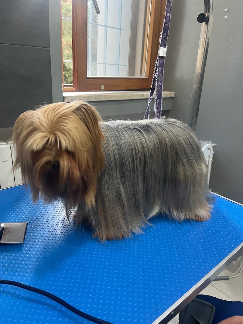 La Boutique del Cucciolo - Toelettatura professionale cani - Foto 1