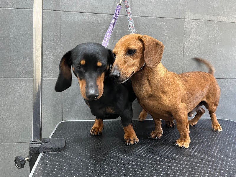 La Boutique del Cucciolo - Toelettatura professionale cani - Foto 2