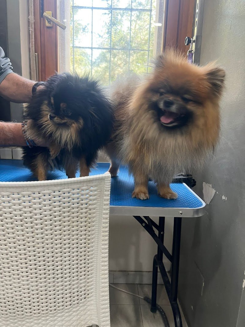 La Boutique del Cucciolo - Toelettatura professionale cani - Foto 5