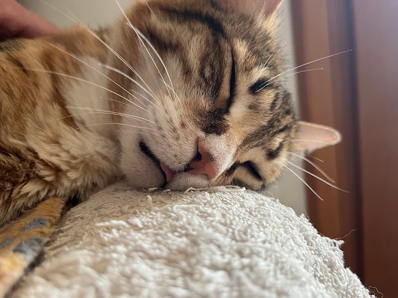 La Cagneria Di Mainardi Alodia E C. Sas - Foto 1