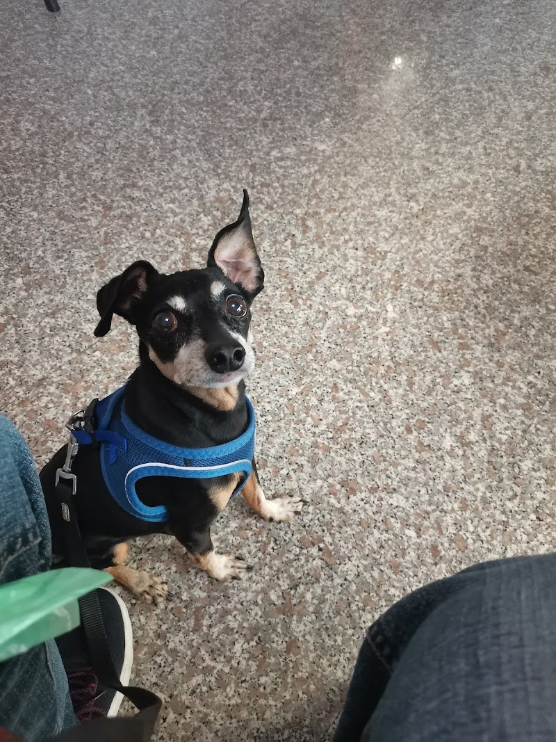 La Cagneria Di Mainardi Alodia E C. Sas - Foto 2