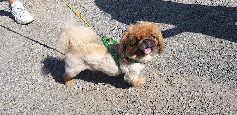 La Cagnola di Giubergia Domenica - Foto 1