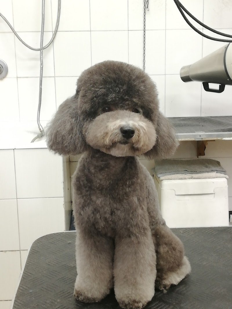 La Carica Dei 101 - Foto 1