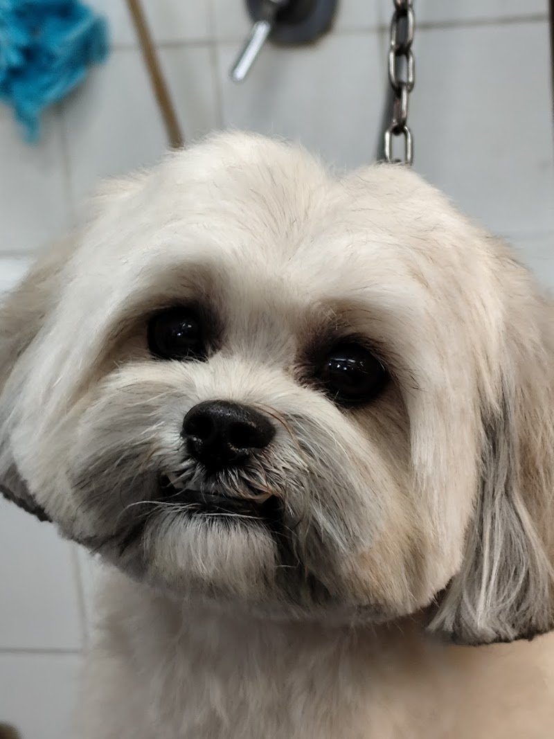 La Carica Dei 101 - Foto 2