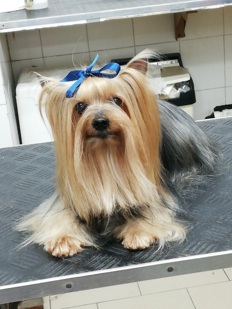 La Carica Dei 101 - Foto 4