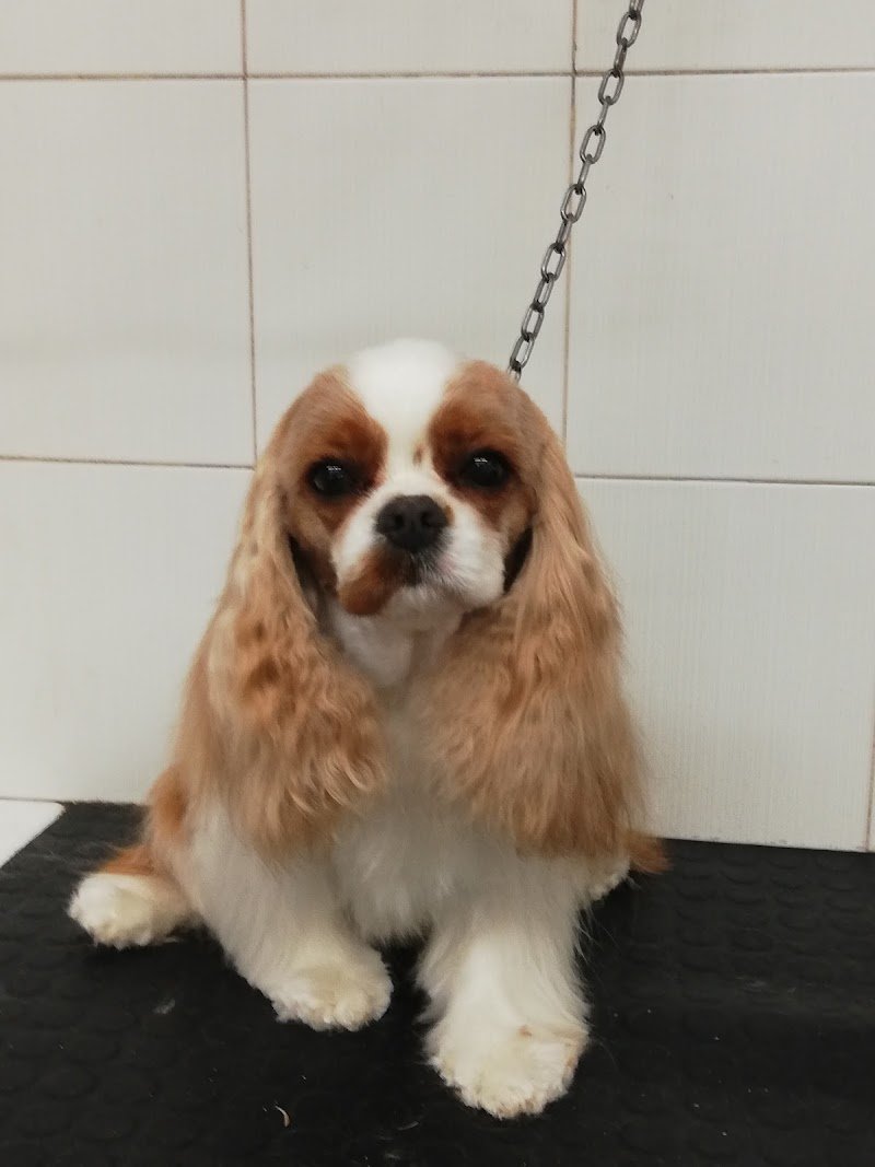 La Carica Dei 101 - Foto 5