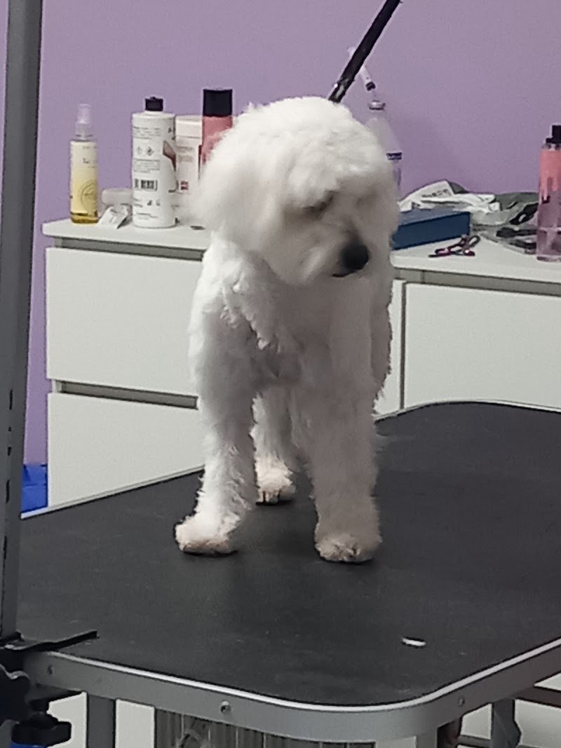 La Carica Dei 101 Toelettatura Pet Food - Foto 2