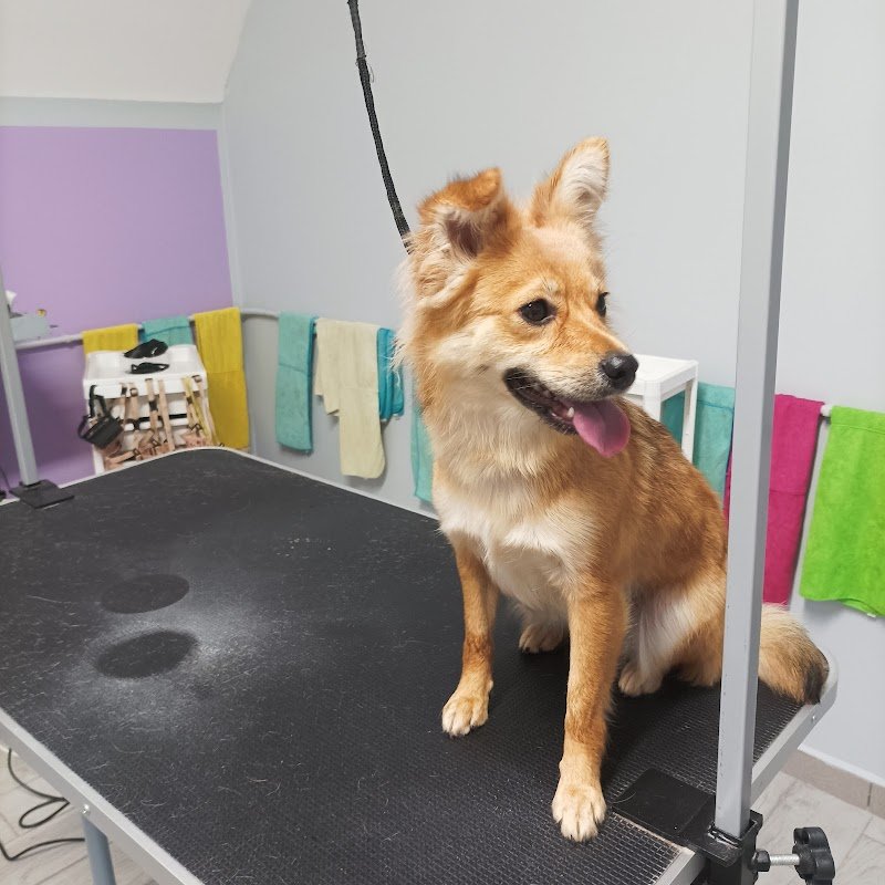 La Carica Dei 101 Toelettatura Pet Food - Foto 3