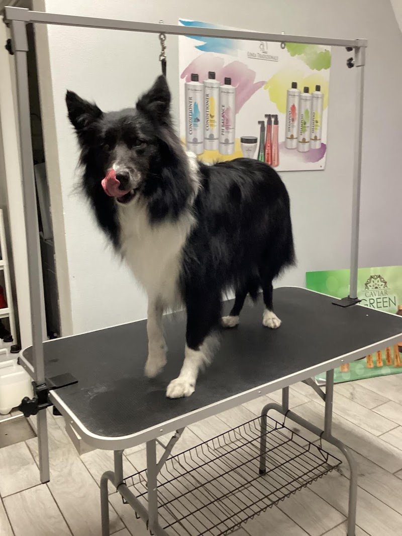 La Carica Dei 101 Toelettatura Pet Food - Foto 4