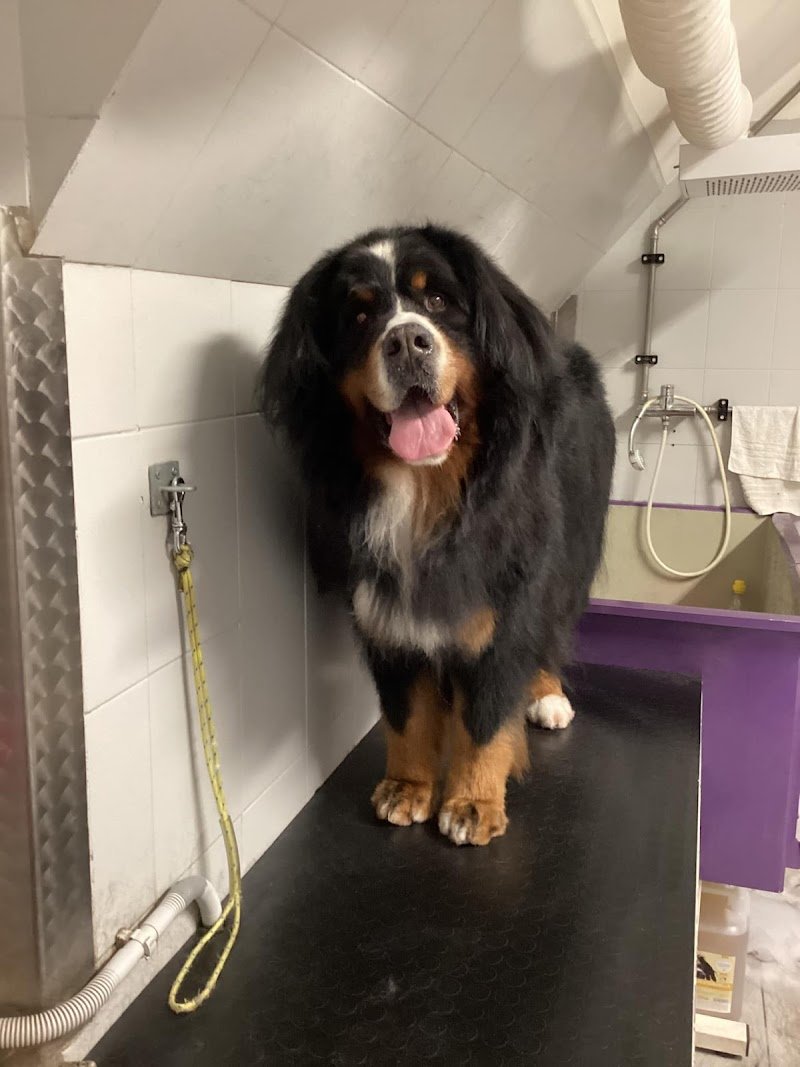 La Carica Dei 101 Toelettatura Pet Food - Foto 5