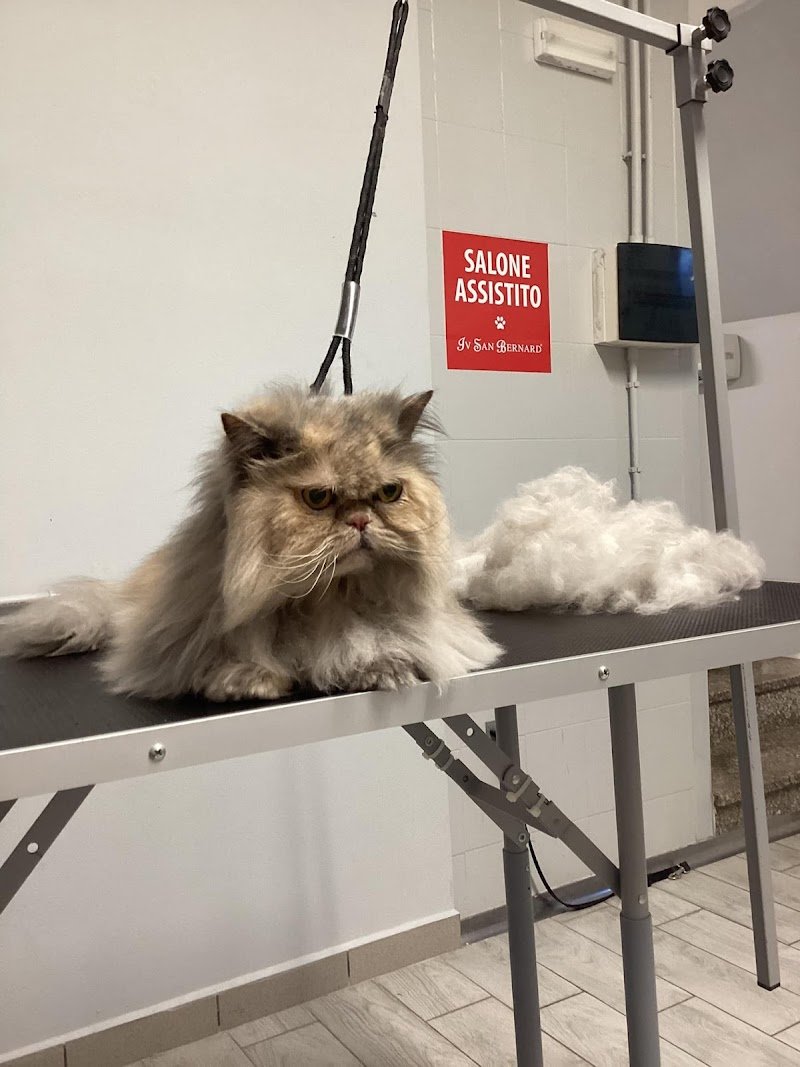 La Carica Dei 101 Toelettatura Pet Food - Foto 6