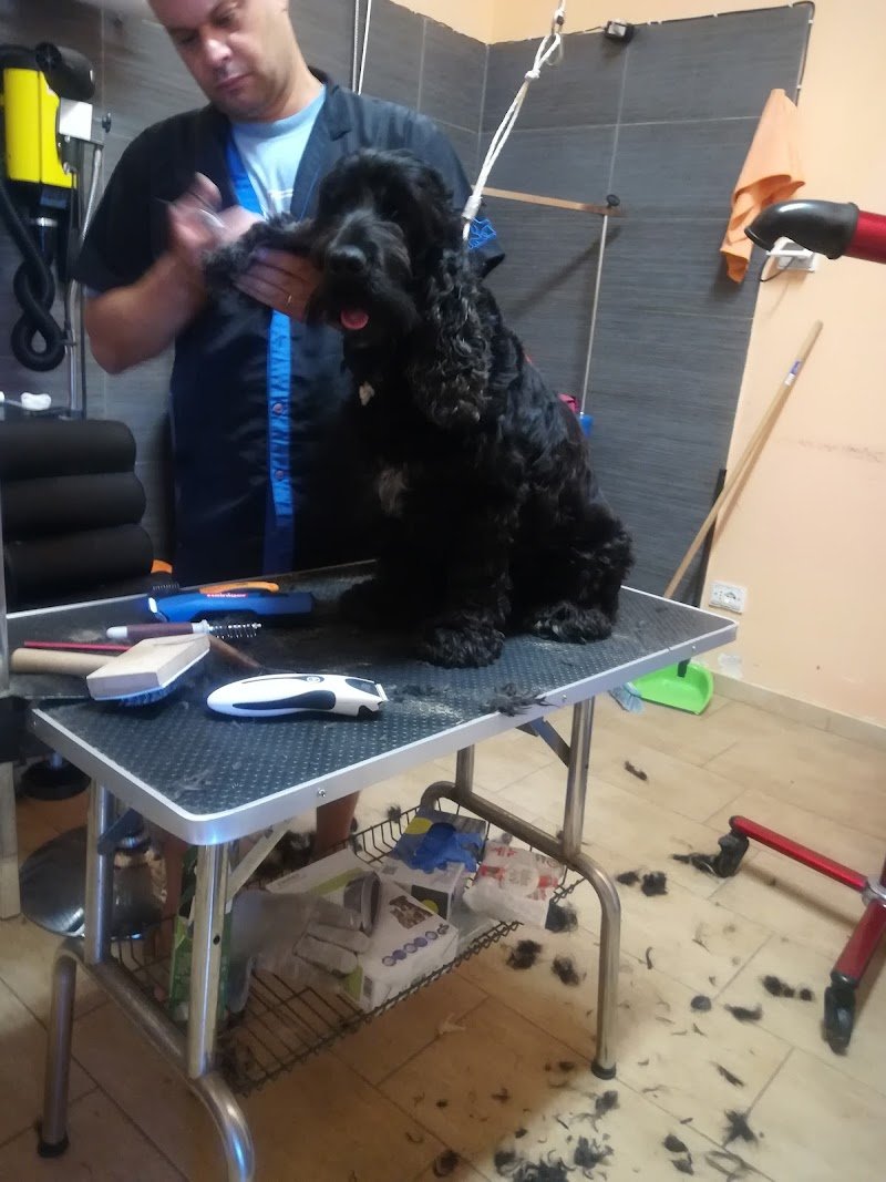 La Casa Degli Animali Toelettatura Mobile - Foto 5