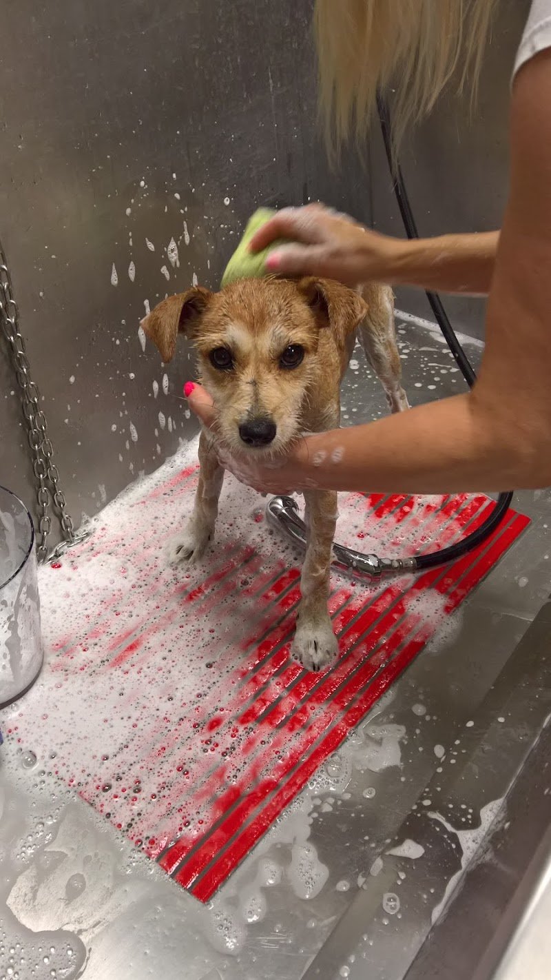 La Casa dei Cuccioli - Foto 2