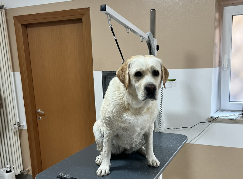 La Casa del Cane Bolzano - Foto 2