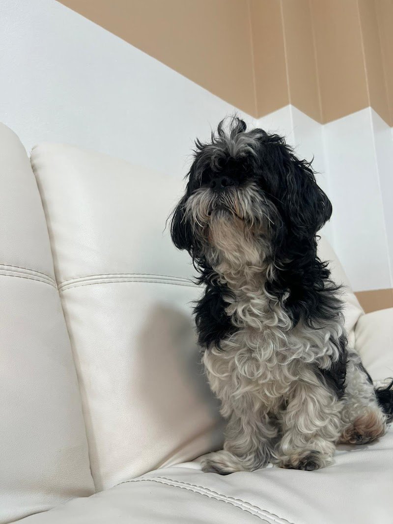 La Casa del Cane Bolzano - Foto 4