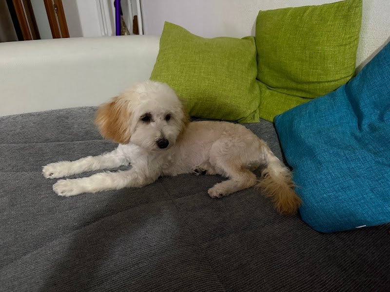 La casa del cane - Foto 1