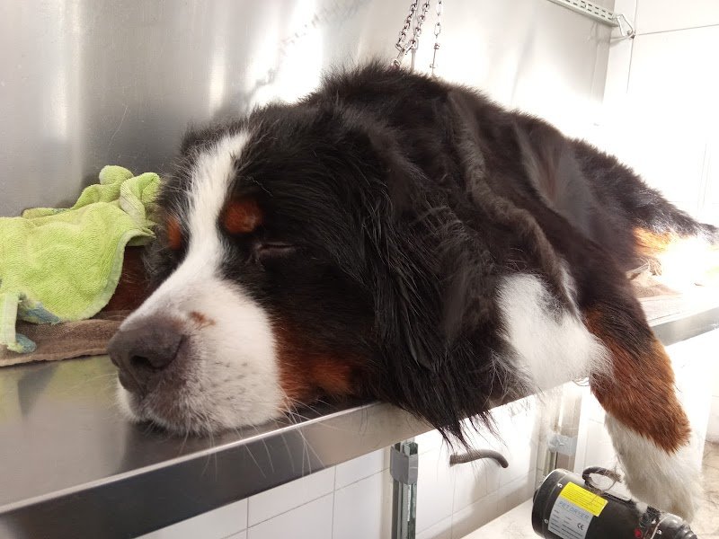 La casa del cane - Foto 3