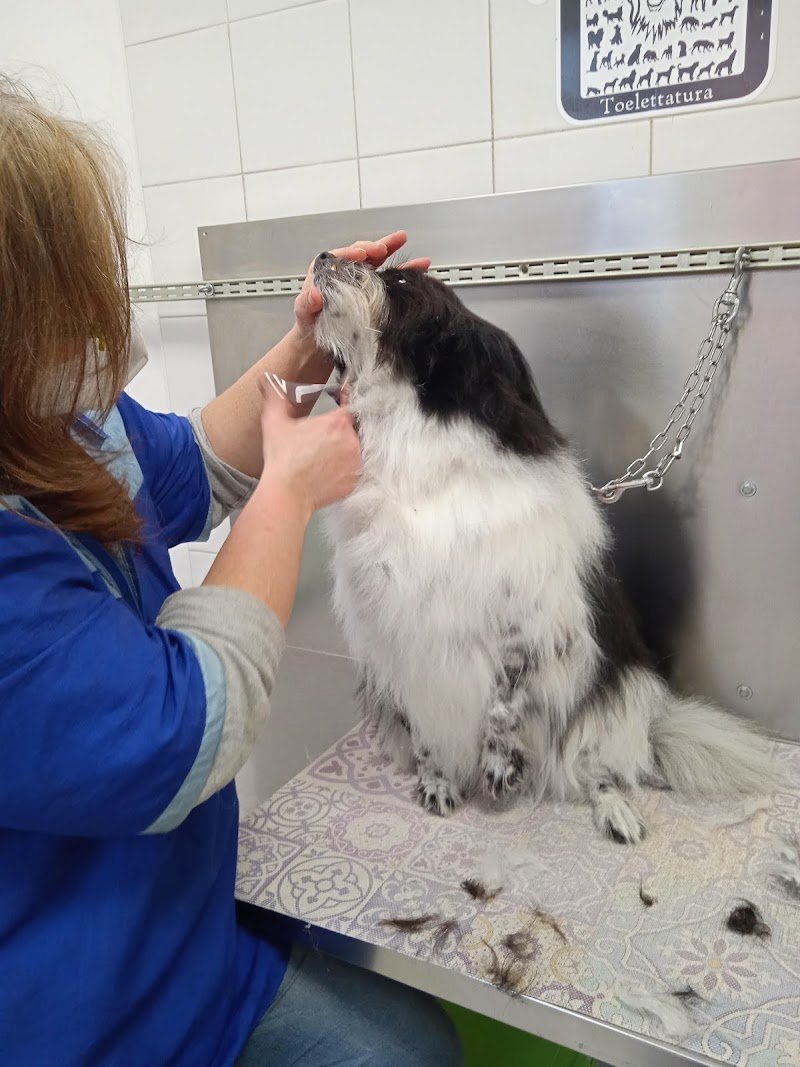 La casa del cane - Foto 4