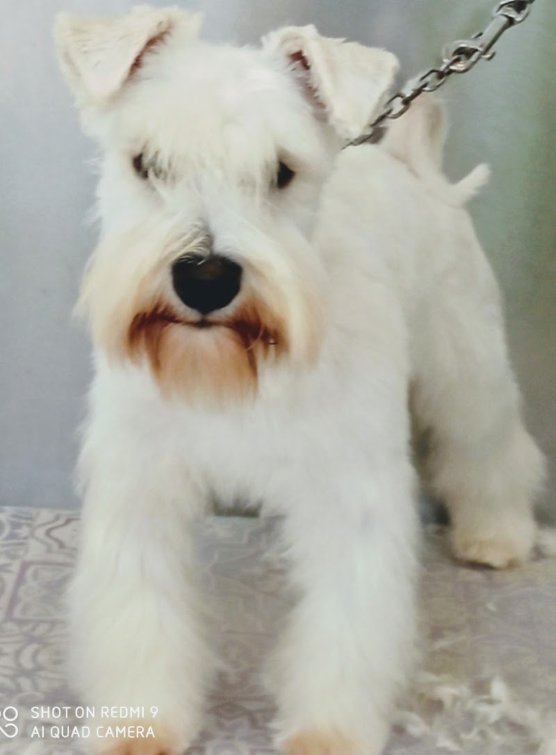 La casa del cane - Foto 5