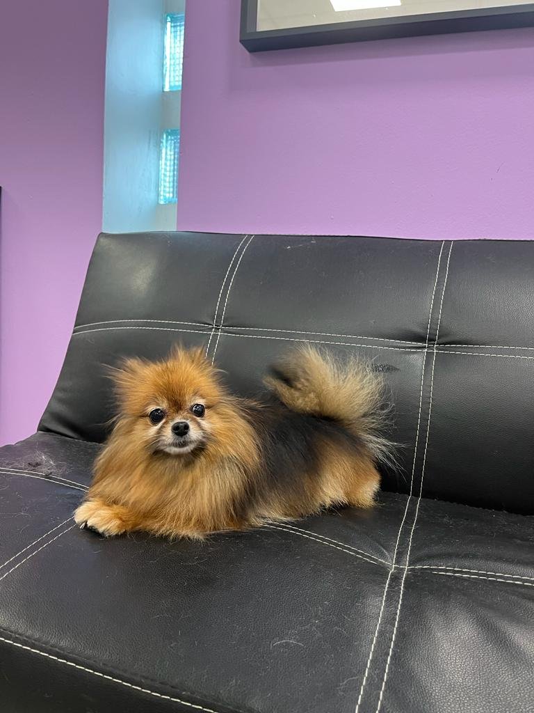 La casa del cane - Foto 6