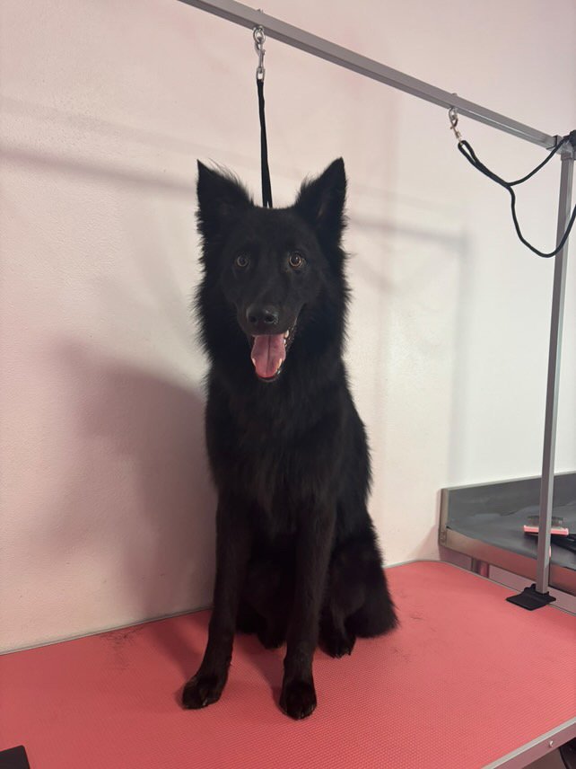 La Casa di Oreste - asilo&petcare - Foto 1