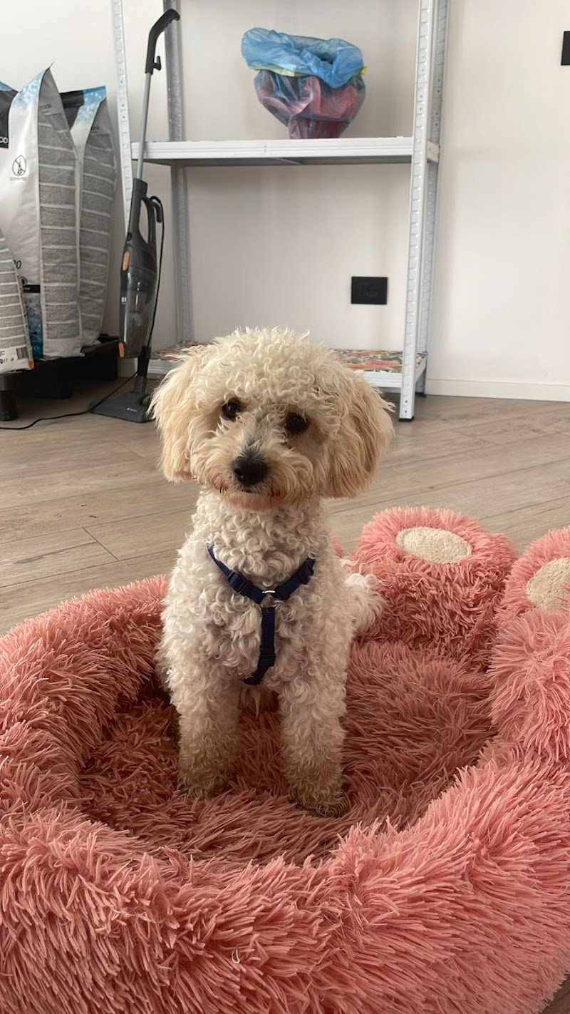 La Casa di Oreste - asilo&petcare - Foto 2