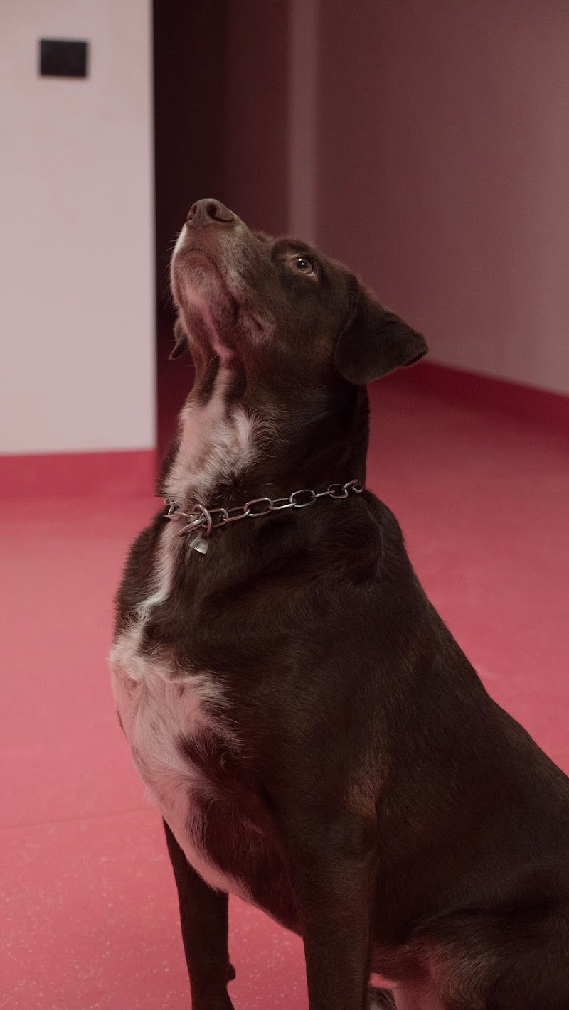 La Casa di Oreste - asilo&petcare - Foto 3