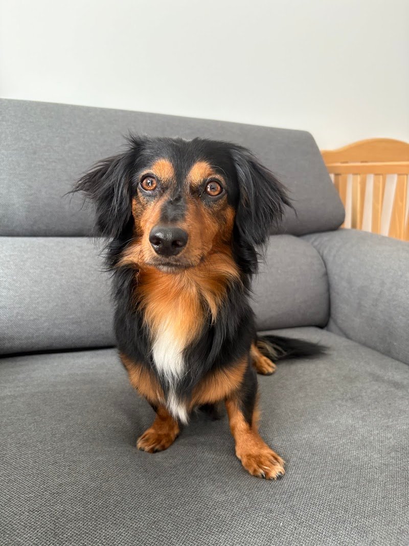 La Casa di Oreste - asilo&petcare - Foto 4