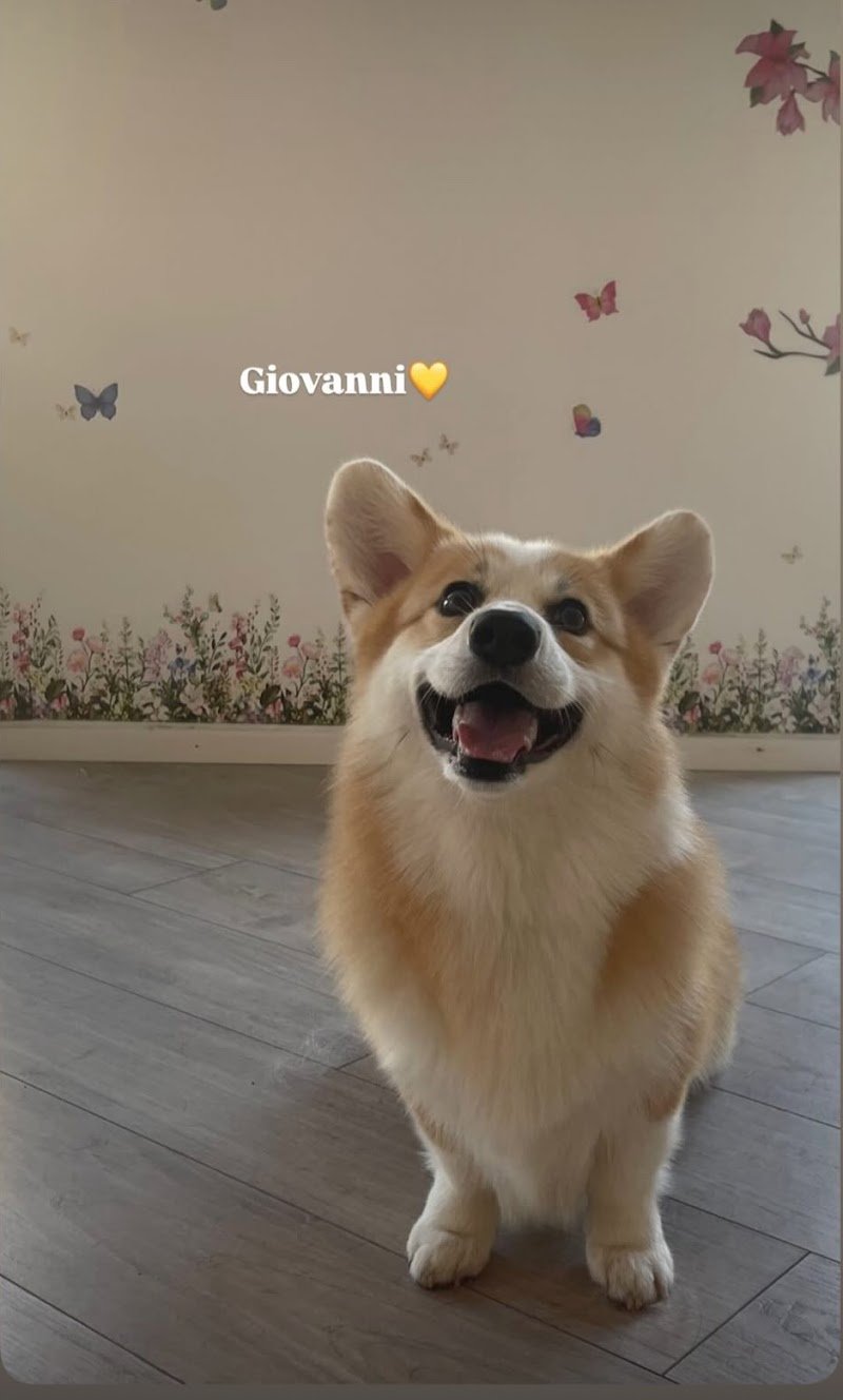 La Casa di Oreste - asilo&petcare - Foto 5