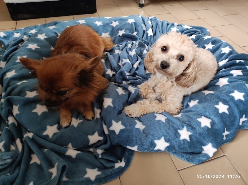 La Corte di Napoleone - Foto 4