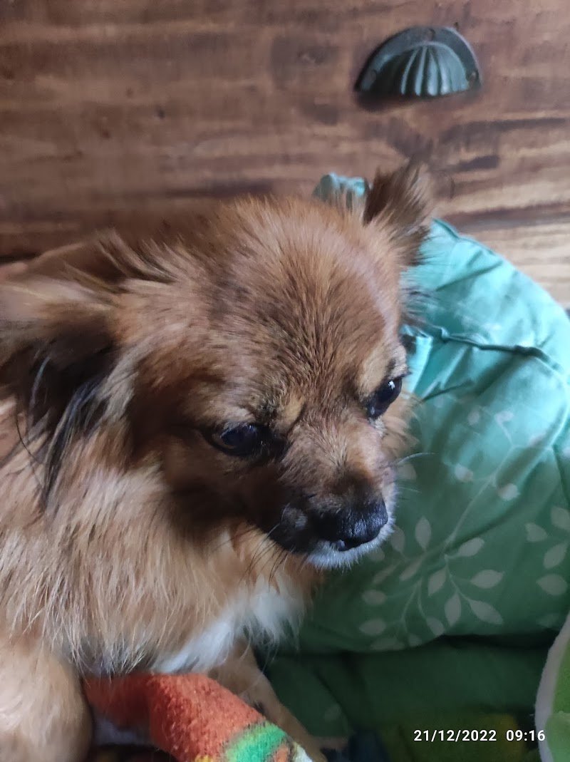 La Corte di Napoleone - Foto 6