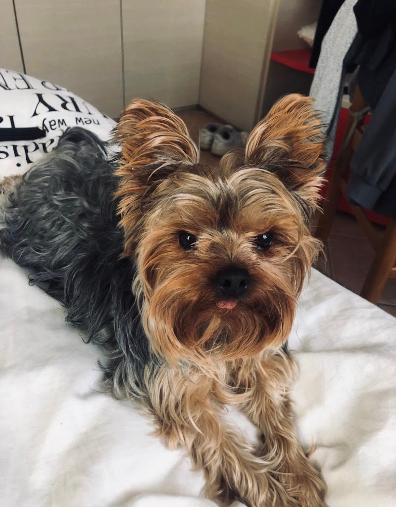 La Cuccia Centro Toelettatura - Foto 2