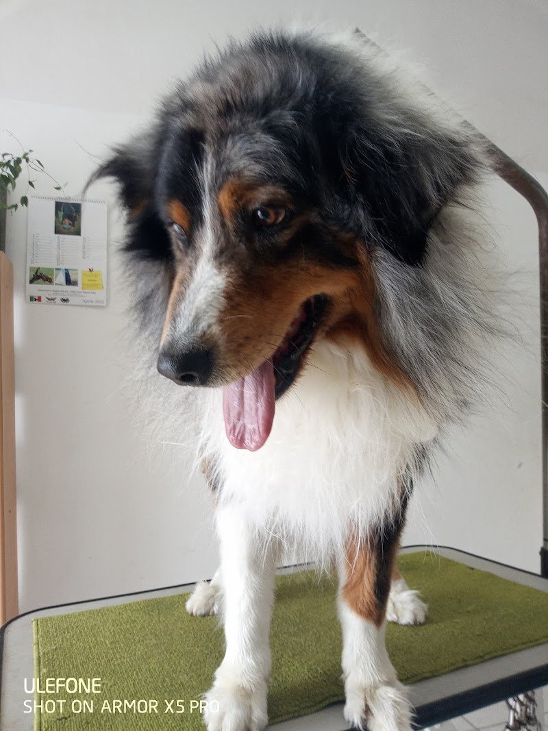 La Cuccia Di Alfonsi Franco - Foto 1