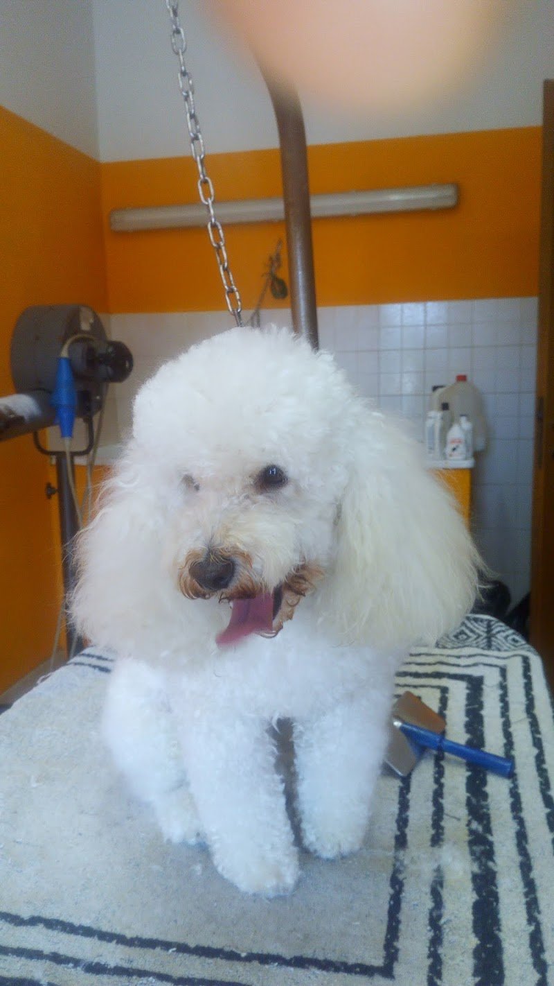 La Cuccia Di Alfonsi Franco - Foto 2