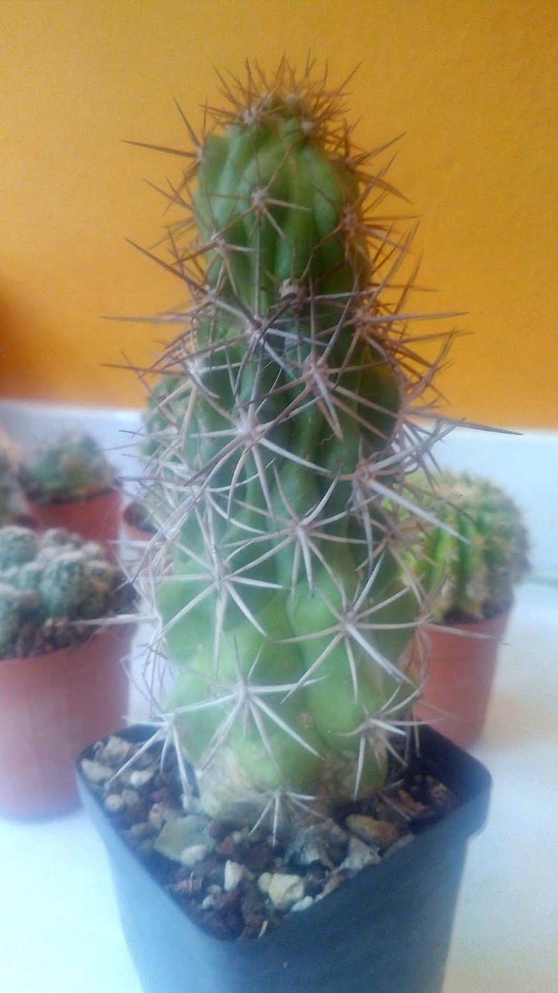 La Cuccia Di Alfonsi Franco - Foto 3