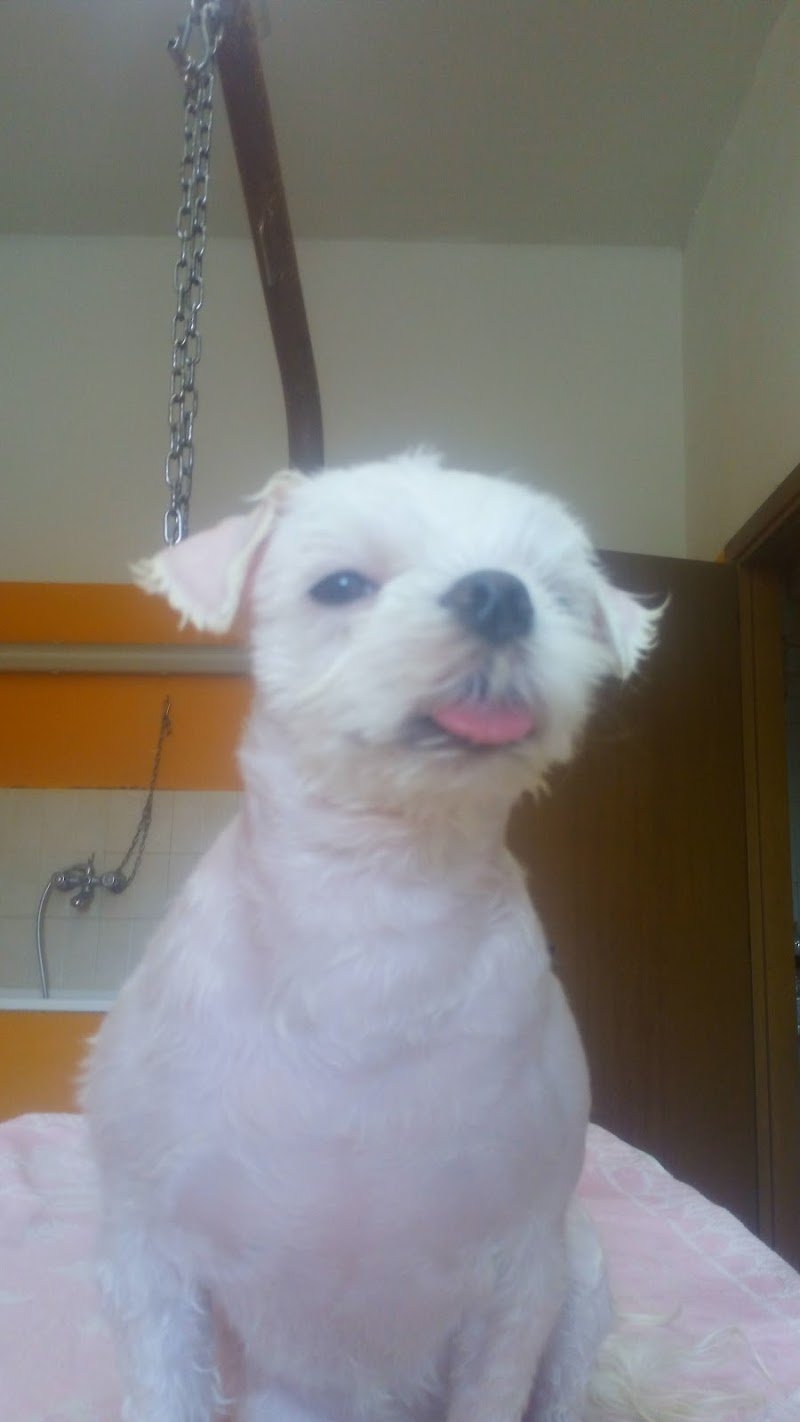 La Cuccia Di Alfonsi Franco - Foto 4