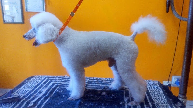 La Cuccia Di Alfonsi Franco - Foto 5